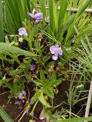 Rotheca hirsuta