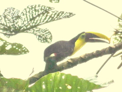 Ramphastos