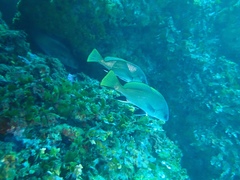 Sciaena umbra