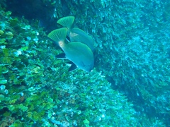 Sciaena umbra