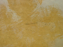 Retroculus lapidifer