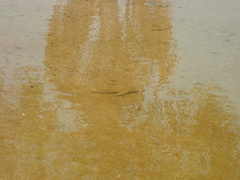 Retroculus lapidifer