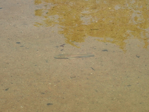 Stone-lifting eartheater (Retroculus lapidifer) — Cichlidae
