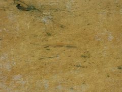 Retroculus lapidifer