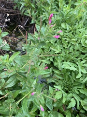 Epilobium ciliatum watsonii