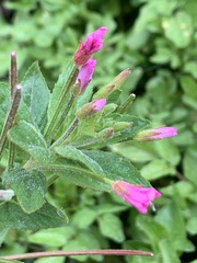Epilobium ciliatum watsonii