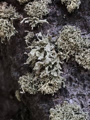 Ramalina labiosorediata