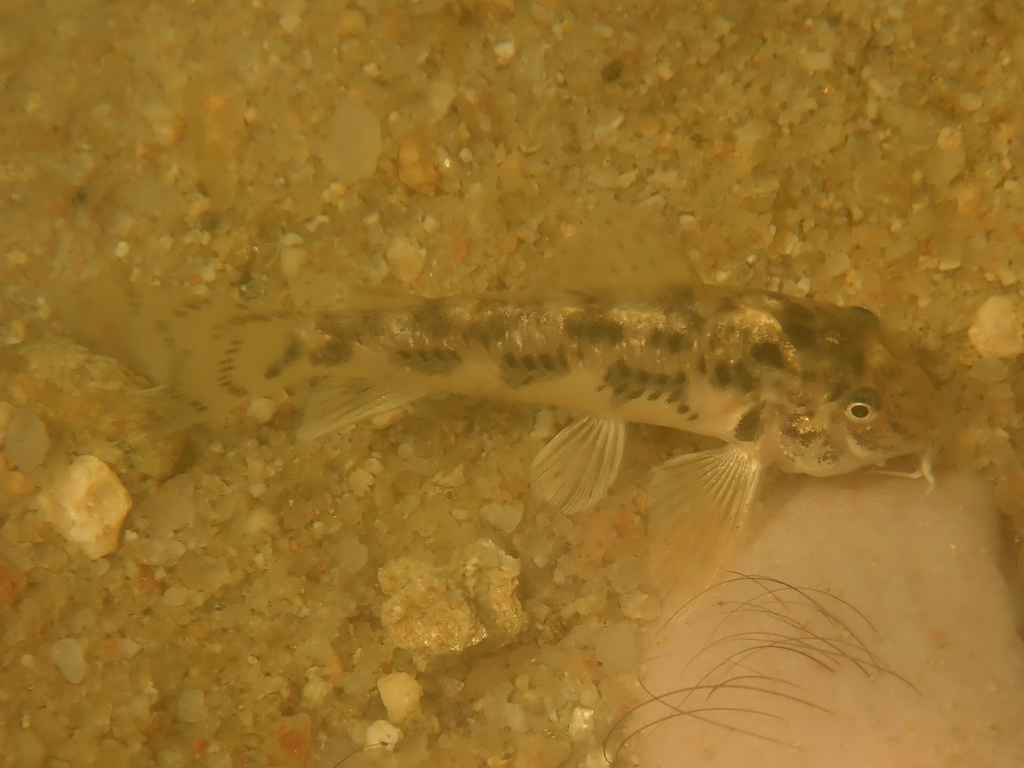 Aspidoras poecilus