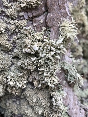 Ramalina labiosorediata