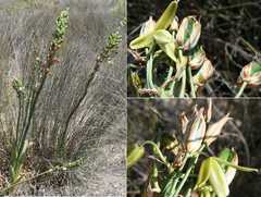 Albuca grandis