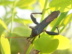 Grammopoecilus angustatus
