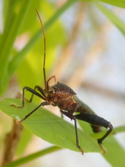 Grammopoecilus angustatus