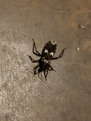 Acanthaspis tergemina