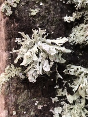 Ramalina labiosorediata