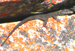 Hemicordylus capensis