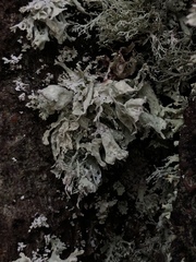 Ramalina labiosorediata