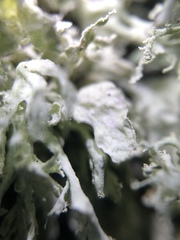 Ramalina labiosorediata