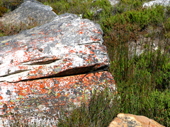 Hemicordylus capensis
