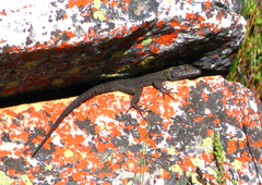 Hemicordylus capensis