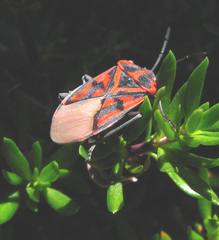 Spilostethus crudelis