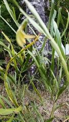 Carmichaelia williamsii