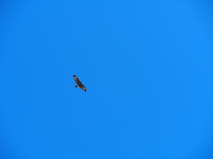Buteo buteo buteo