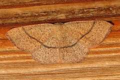 Cyclophora suppunctaria