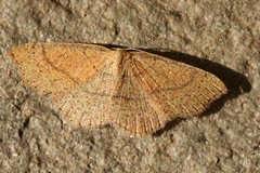Cyclophora suppunctaria