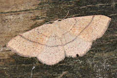 Cyclophora suppunctaria