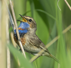 Luscinia svecica