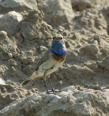 Luscinia svecica