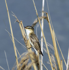 Acrocephalus schoenobaenus