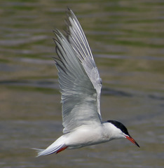 Sterna hirundo