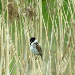 Emberiza schoeniclus