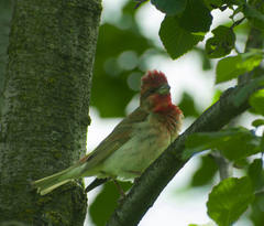 Carpodacus erythrinus