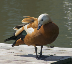 Tadorna ferruginea