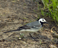 Motacilla alba