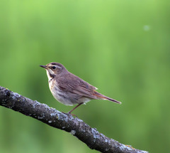 Luscinia svecica