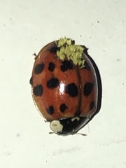 Hesperomyces harmoniae