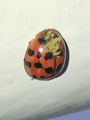 Hesperomyces harmoniae