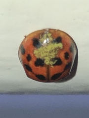 Hesperomyces harmoniae