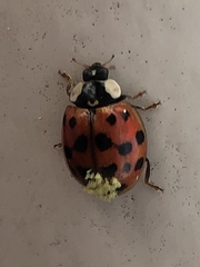 Hesperomyces harmoniae