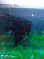 Pterophyllum scalare