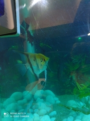 Pterophyllum scalare