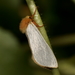 Hepialus humuli - Photo (c) bramblejungle，保留部份權利CC BY-NC