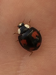 Harmonia axyridis