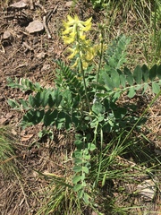 Astragalus giganteus