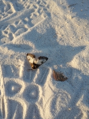 Hemileuca nevadensis