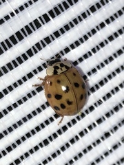 Harmonia axyridis