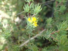 Aspalathus juniperina